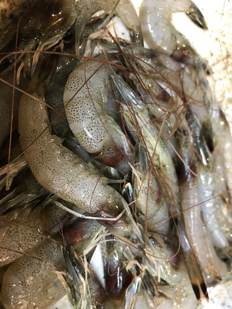 びわ湖小鮎そして芝海老入荷しました！！