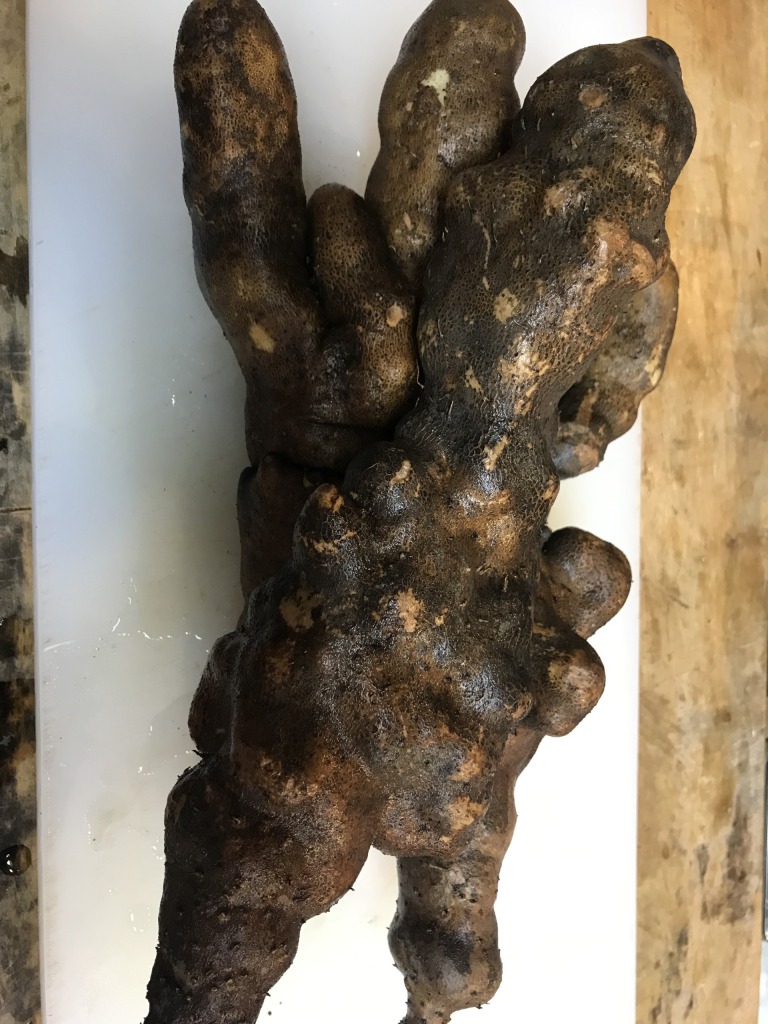 滋賀県愛荘町名産３００年の歴史を持つ秦荘芋